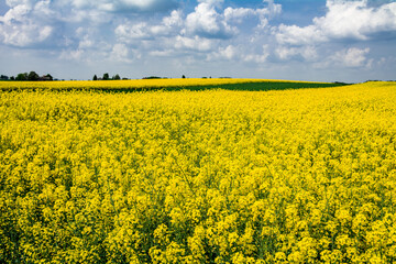 widok na kwitnące pole rzepaku © robert6666