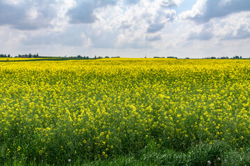 widok na kwitnące pole rzepaku © robert6666