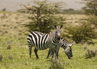 Fototapeta na wymiar Zebras Standing and Grazing