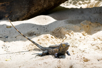 Iguana with long tail. Exotic iguana on white sand