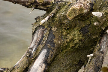 driftwood on the danube river