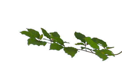 Beech Branches with green leaves islotaed | Tree branch transparent png
