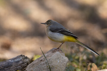 Sesión de aves del bosque