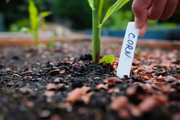 Close up of a hand putting in the label for a growing bean plant in an urban vegetable garden. Home...