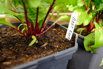 Close up of a growing beetroot plant with an accompanying label in an urban vegetable garden. Home organic farming.