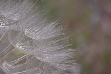 Detail dandelion seed ball. Waiting for the wind to fly