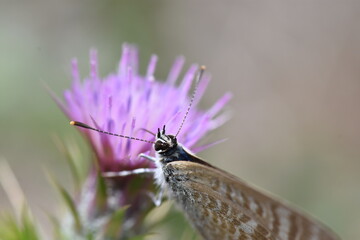 A beauty pea-blue butterfly (Lampides boeticus 