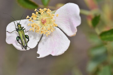 A thick-legged flower beetle (Oedemera nobilis) on a rosehip flower