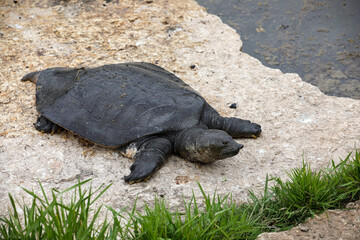 Nile Softshell Turtle (Trionyx triunguis). Big Terrapin.