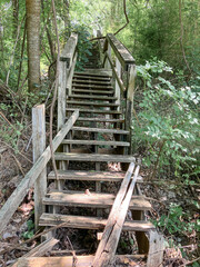 An old broken down, wooden  stairway leading down a hillside covered in vines and growth