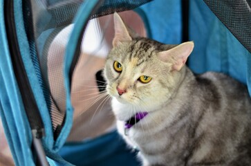 A portrait of  beautiful American Shorthair cat, blur background.