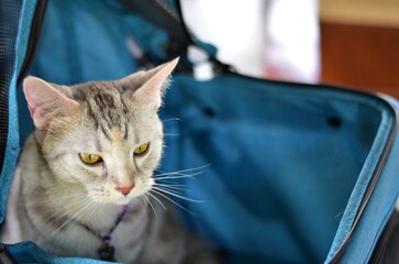 A portrait of  beautiful American Shorthair cat, blur background.