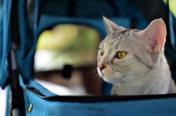 A portrait of  beautiful American Shorthair cat, blur background.