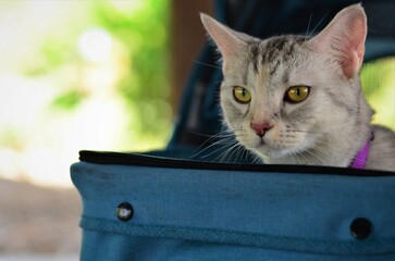 A portrait of  beautiful American Shorthair cat, blur background.