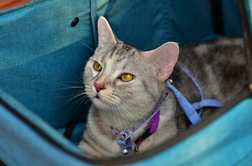 A portrait of  beautiful American Shorthair cat, blur background.