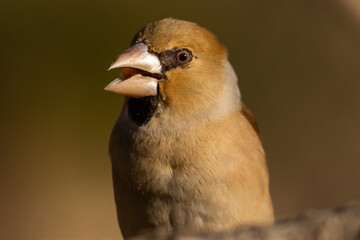 Sesi&oacute;n de aves del bosque