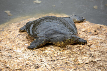 Nile Softshell Turtle (Trionyx triunguis). Big Terrapin.