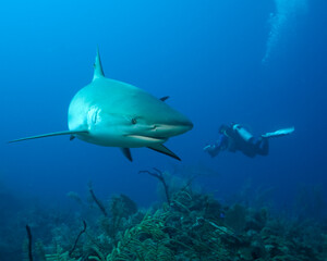 Silky shark, Carcharhinus falciformis, in Jardines de la Reyna, Cuban Caribbean with a diver in the background. An improved edit.