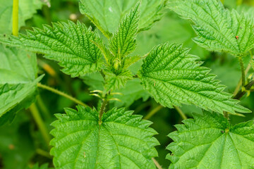 Fototapeta na wymiar green nettle leaves, macro photo. background or texture