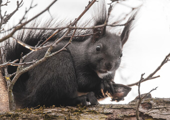 Eichhörnchen frisst eine Walnuss