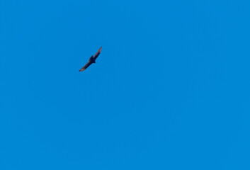 eagle in flight