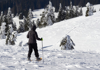 Hiker with snowshoes and Nordic poles. Winter sports in the Black Forest on a sunny day. Rear view....