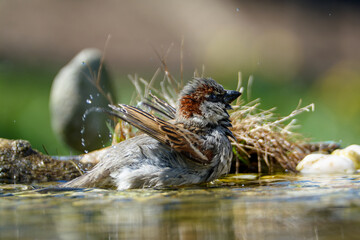 House sparrow, male bathing in bird water hole. Moravia. Czechia