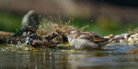 House sparrows, couple bathing in bird water hole. They spray water. Moravia. Czechia. 