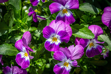 Looking down at vibrant purple pansies growing in a pot, on a sunny day