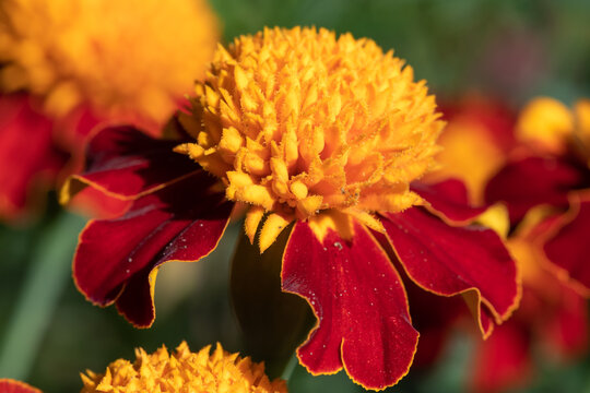 Close up of a French marigold (tagetes patula) flower in bloom