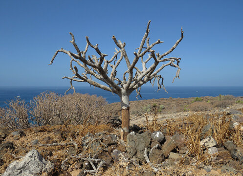 Dry Verode or Berode plant (Kleinia neriifolia)  endemic in the Canary Islands. South Tenerife. Spain.   