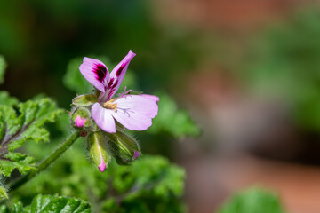 Close up of a royal oak oakleaf geranium (pelargonium quercifolium) flower