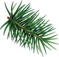 Fototapeta premium Christmas tree branch. Hand painted Christmas fir branch isolated. Botanical illustration. Holiday print for design. Close-up. New Year.On transparent. PNG 