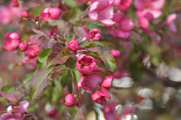 apple tree blooms profusely in the spring
