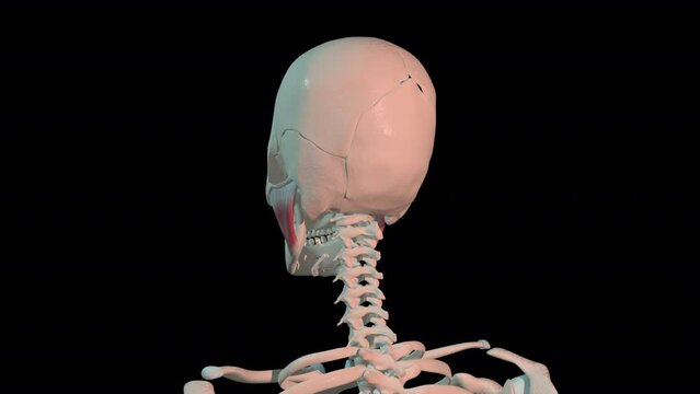 Masseter Muscles Full Rotation Loop