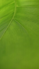 close up of green leaf