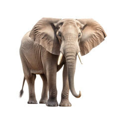 Obraz premium Elephant Transparent background