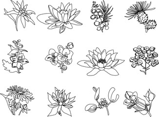 A set of twelve garden flowers: edelweiss, lotus, mimosa, nymphaea, thistle, immortelle, mistletoe, belladonna, gentian, dandelion. Contour images of flower plants