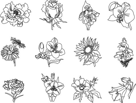 A set of twelve garden flowers: rose, peony, violet, sunflower, gladiolus, delphinium, dog rose, bell, daisy. Contour images of flower plants