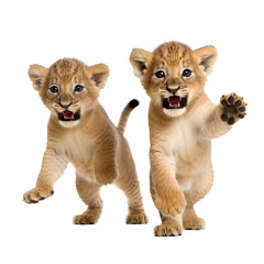 Fototapeta na wymiar Lion Cubs Playing