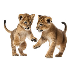 Obraz premium Lion Cubs Playing