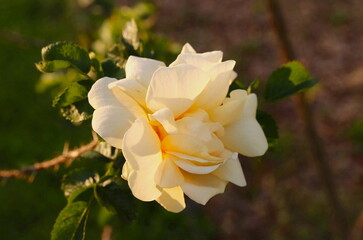 Fototapeta premium Yellow Rose Closeup