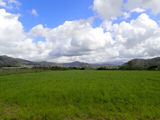 A vast area of green grass in plains with mountains, blue skies and clouds in the background in the state of Jijel, Algeria, North Africa, Algeria nature in spring.