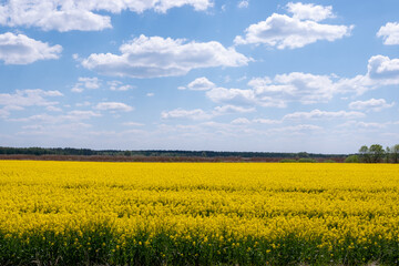 A yellow field of flowering buckwheat against a blue sky with clouds.