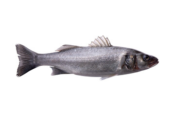 Raw sea bass, one fresh sea bass fish isolated on transparent background