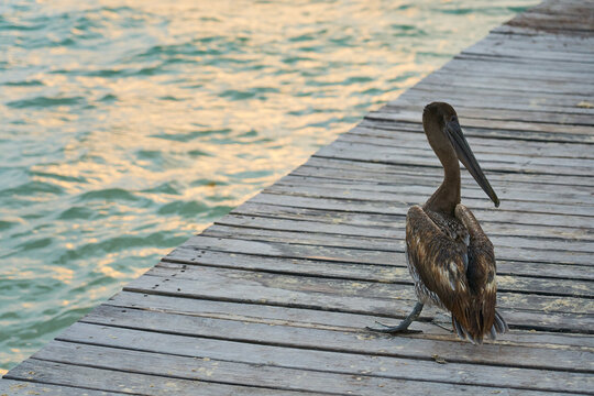 A pelican on a wooden pier close to a blurred sea in the background.