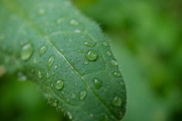 water drops on leaves, leaves after rain, close up, selective focus