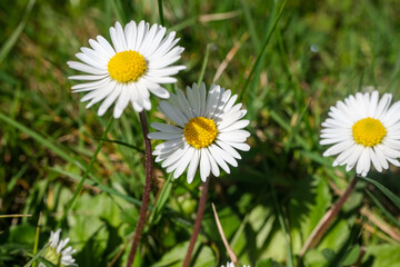 Obraz premium close-up daisy flower, flowers in spring, big daisies, selective focus