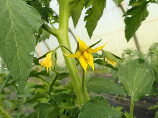 Flowers of tomato, Blooming tomato plant, Close-up view of fully open bright yellow tomato flower among green leaves of tomatoes. Elegant romantic image of flowering tomato plant, Tomato flowers.