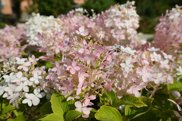 Bush of pink abundantly blooming hydrangea in garden